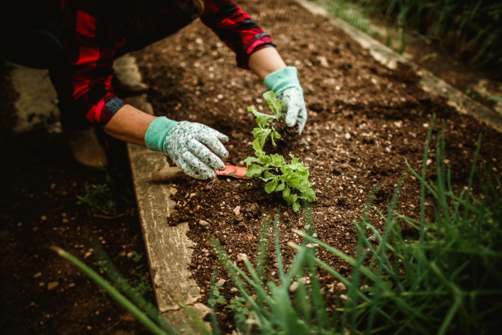 Close up of a person's hands gardening.